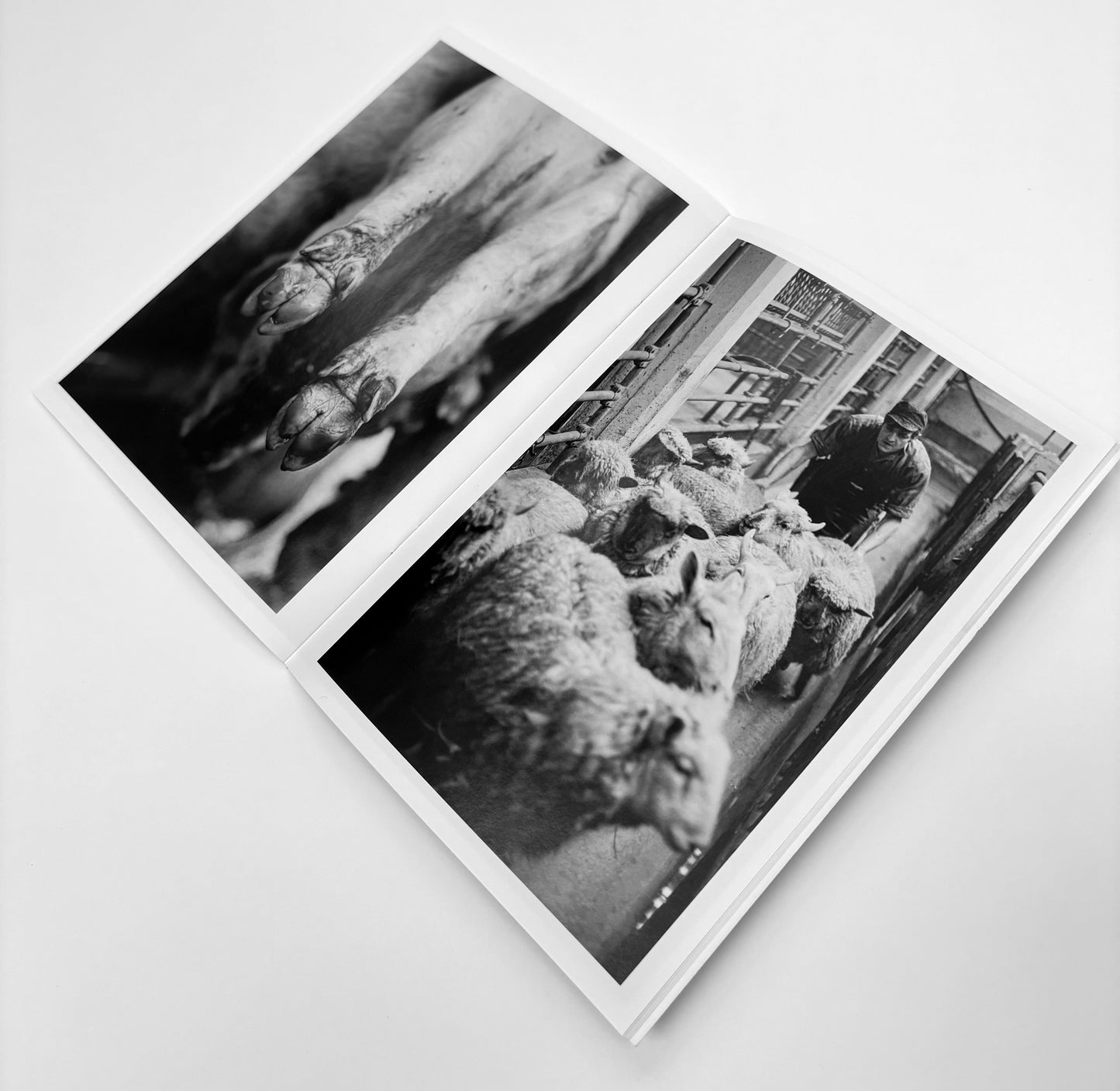Abattoir Raw: Graphic photos of a working slaughterhouse, 1967