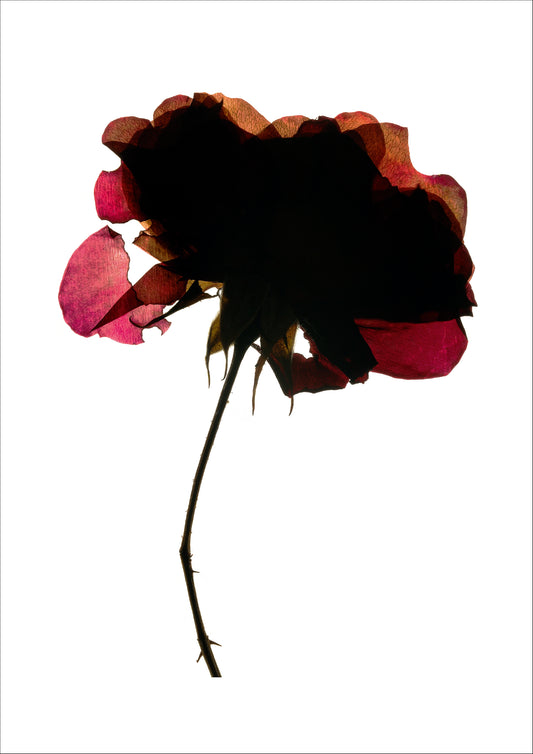 Plant 3, 2017